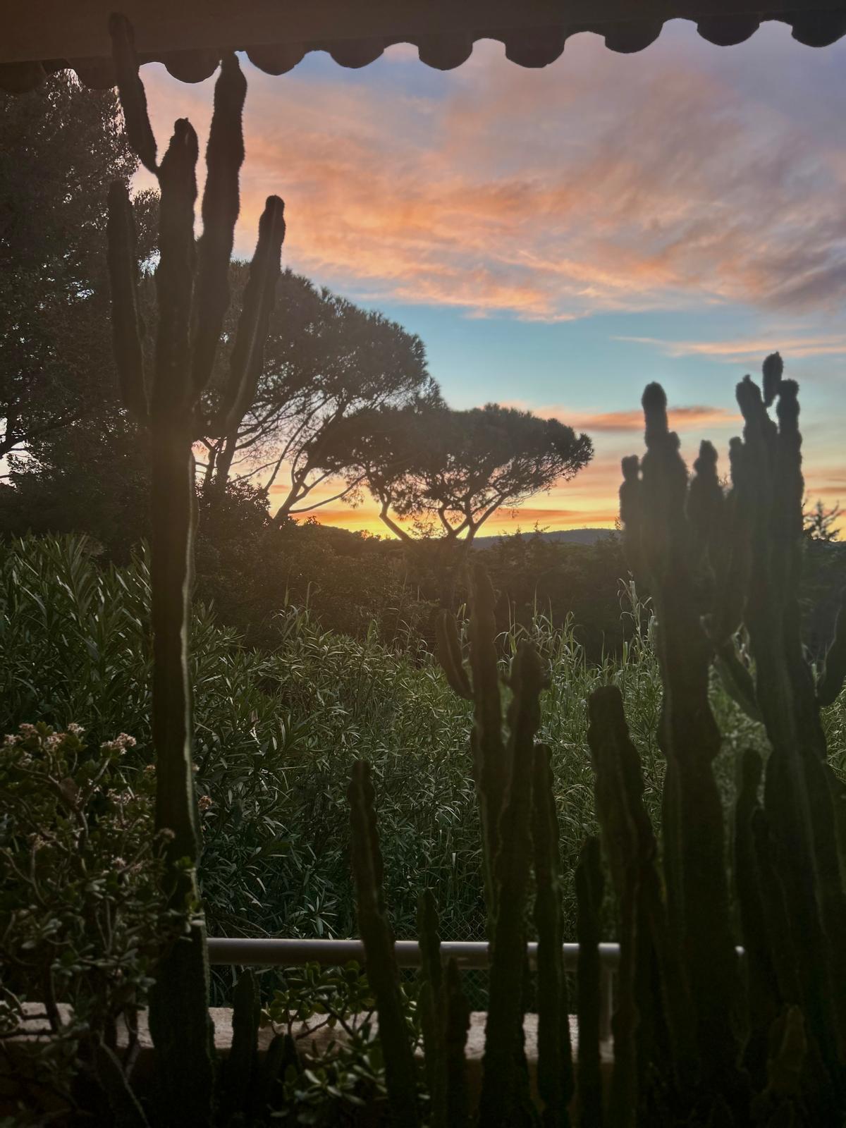 Golden hour over the Ramatuelle peninsula with a silhouetted cactus